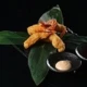 Gambori tempura